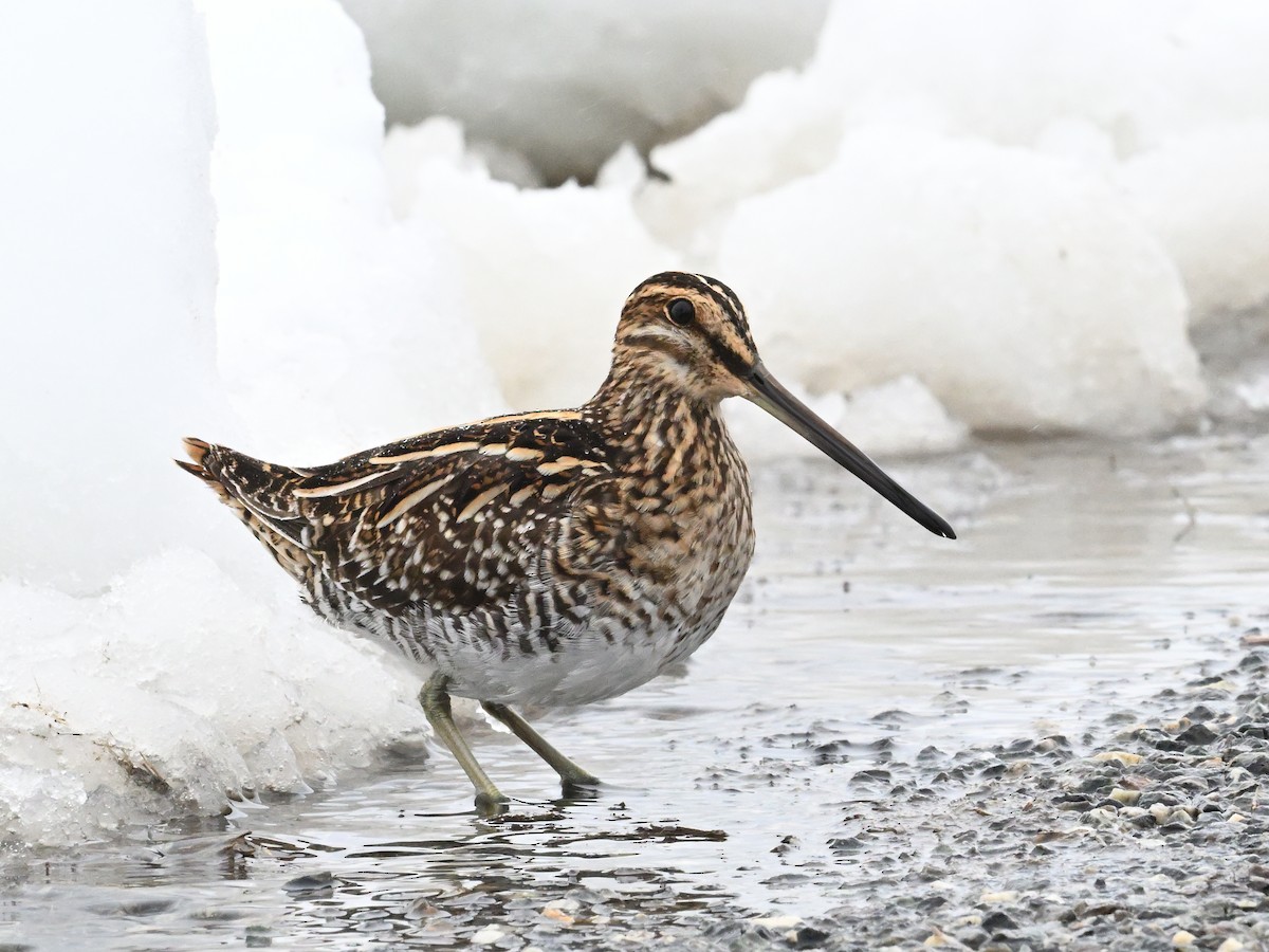 Wilson's Snipe - ML633615253
