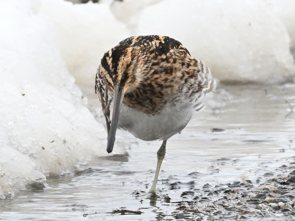 Wilson's Snipe - ML633615266