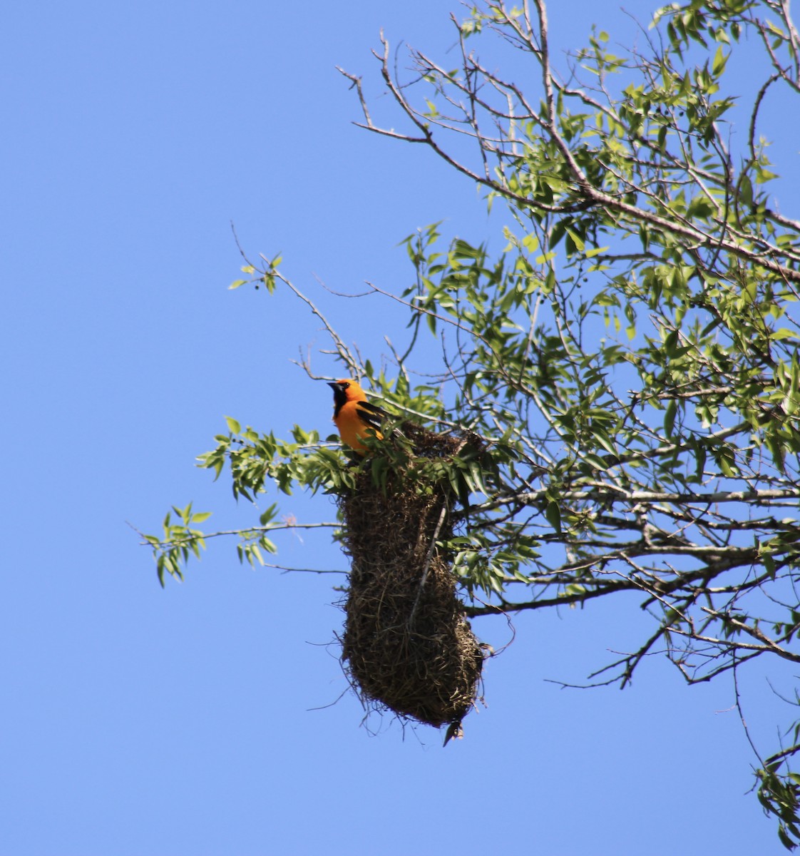Altamira Oriole - ML633615277
