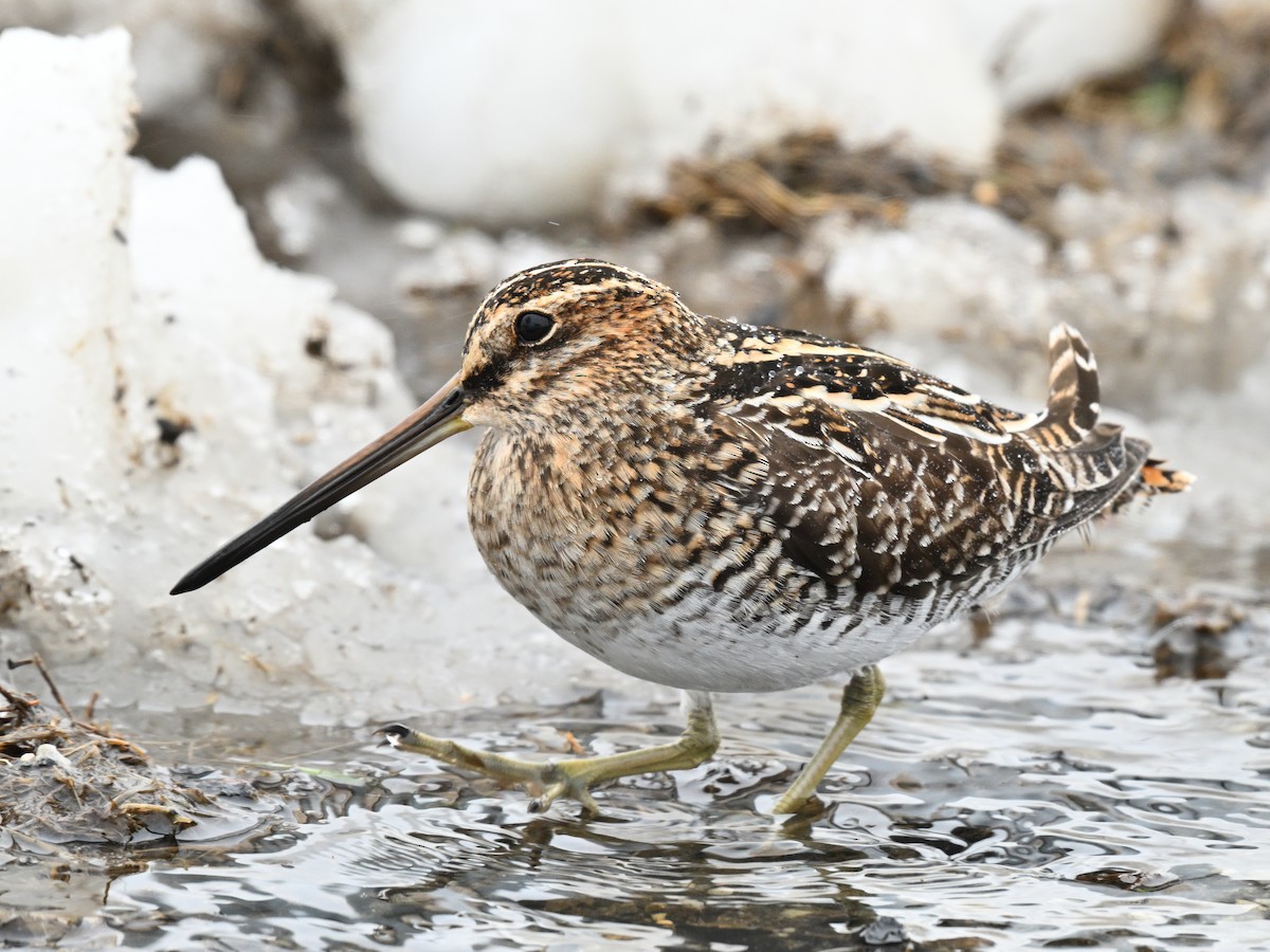 Wilson's Snipe - ML633615282