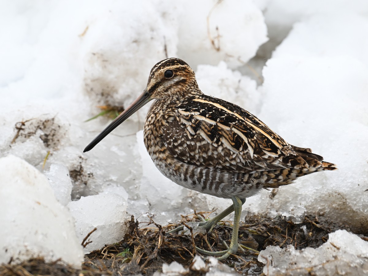 Wilson's Snipe - ML633615283