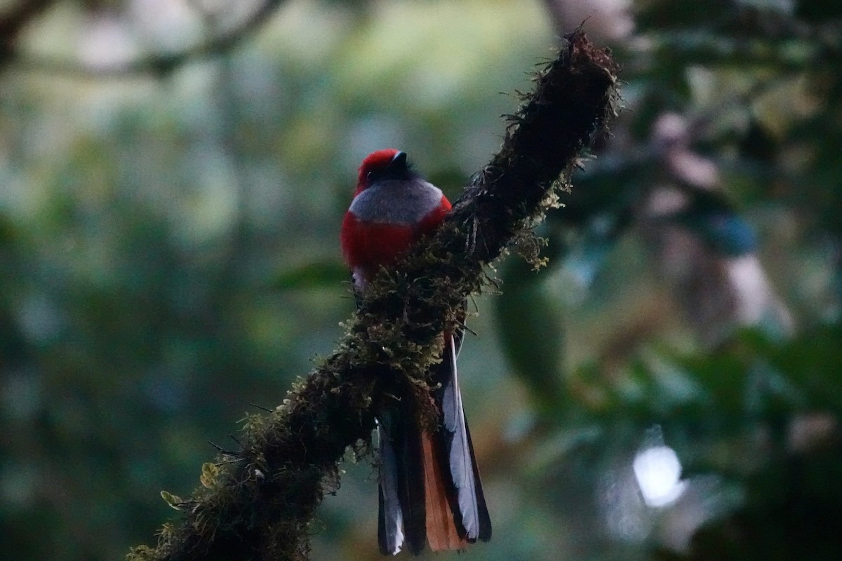 rødhettetrogon - ML633615353