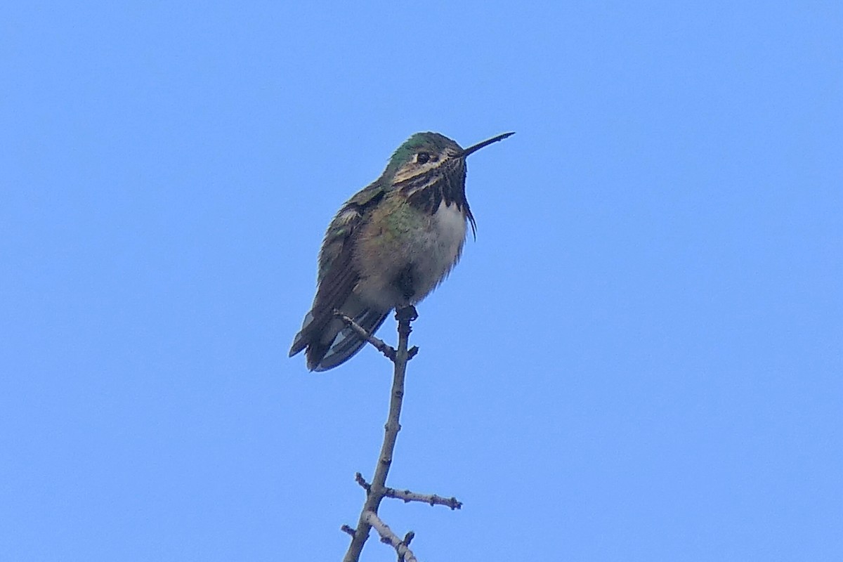 Calliope Hummingbird - ML633615776