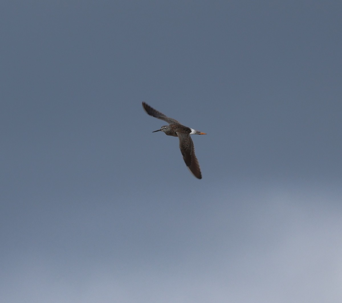 plystresnipe - ML633615927