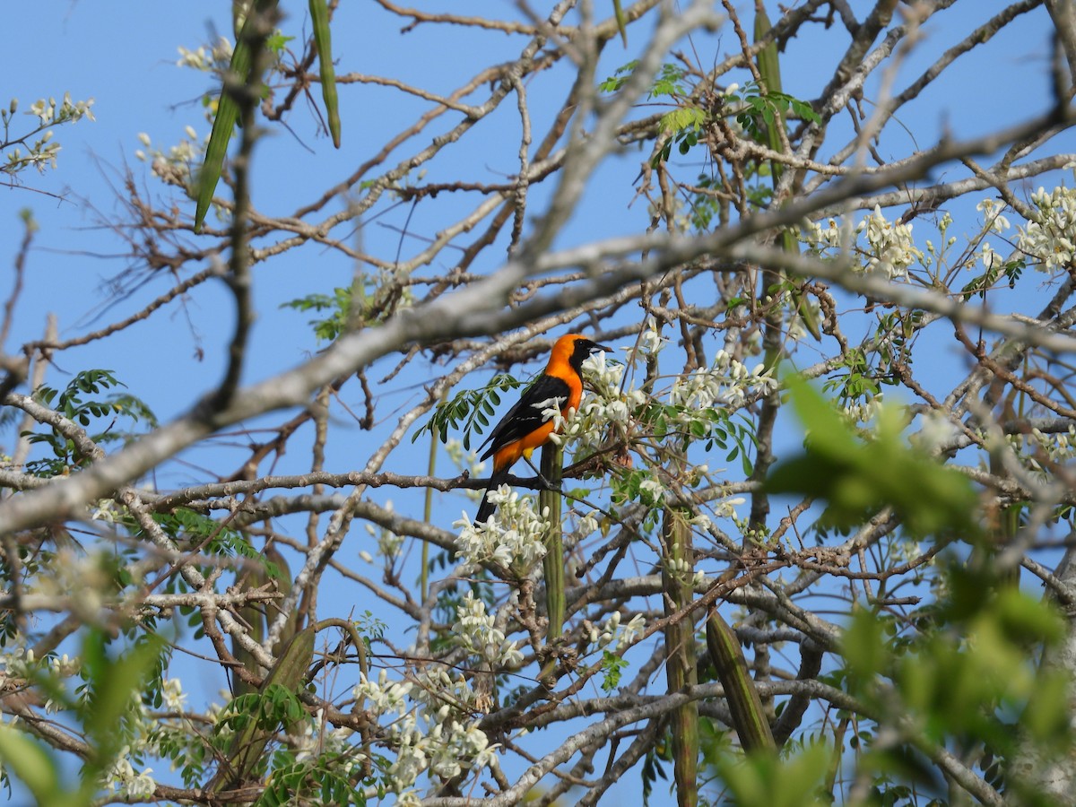 Hooded Oriole (igneus) - ML633615934