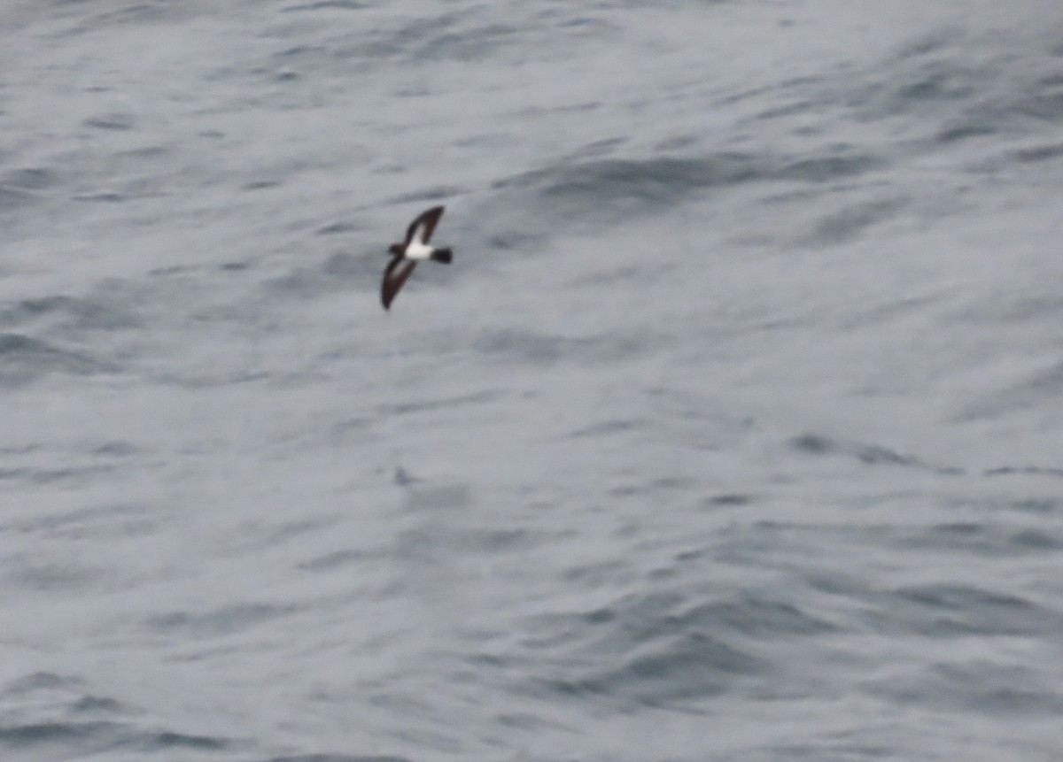 White-bellied Storm-Petrel - ML633615937