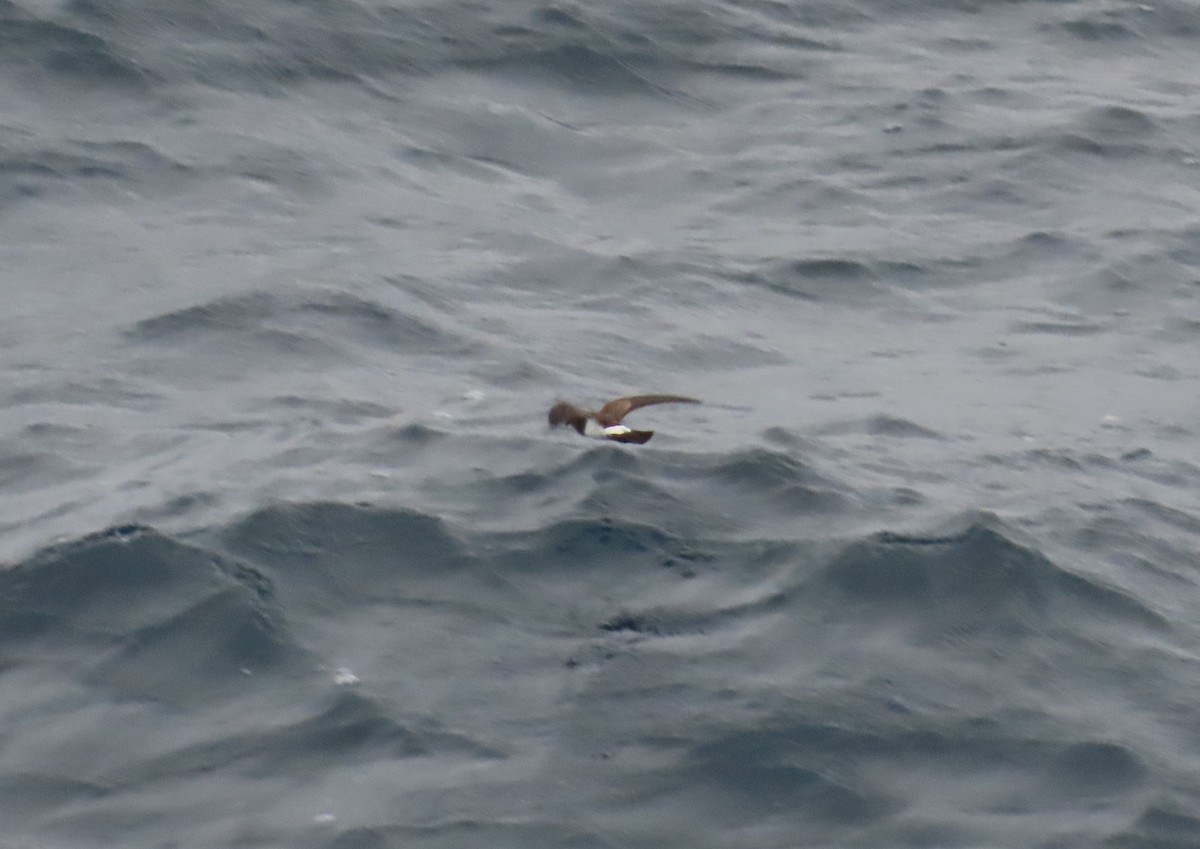 White-bellied Storm-Petrel - ML633615944