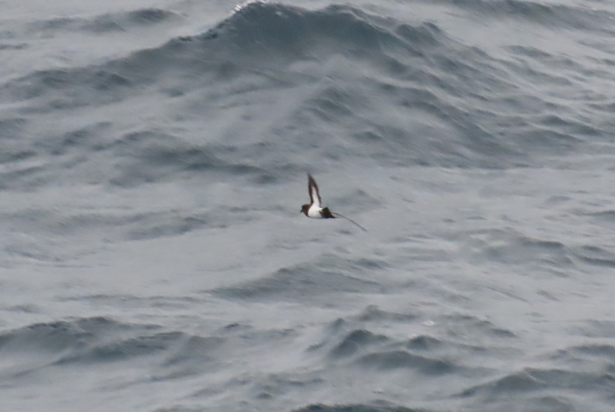 White-bellied Storm-Petrel - ML633615948