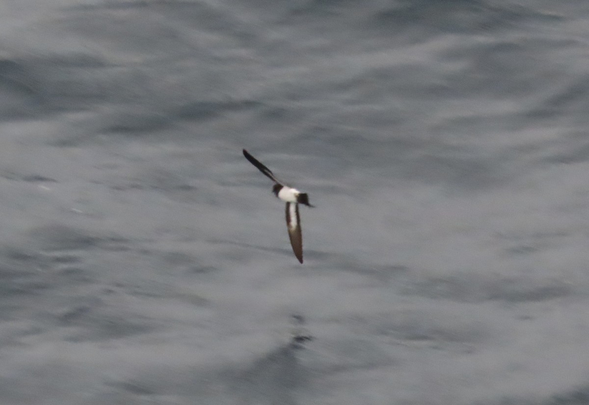 White-bellied Storm-Petrel - ML633615950