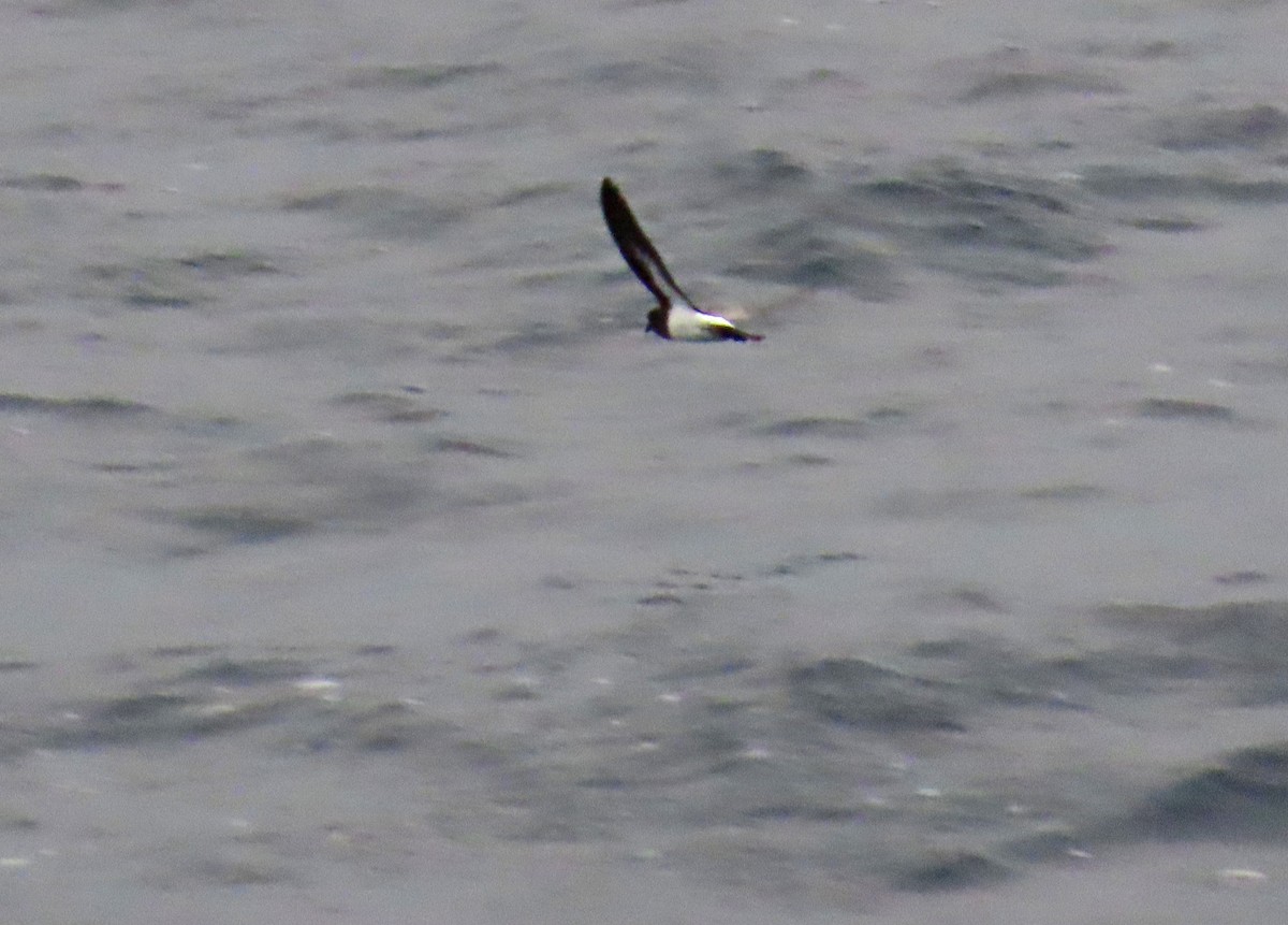 White-bellied Storm-Petrel - ML633615953