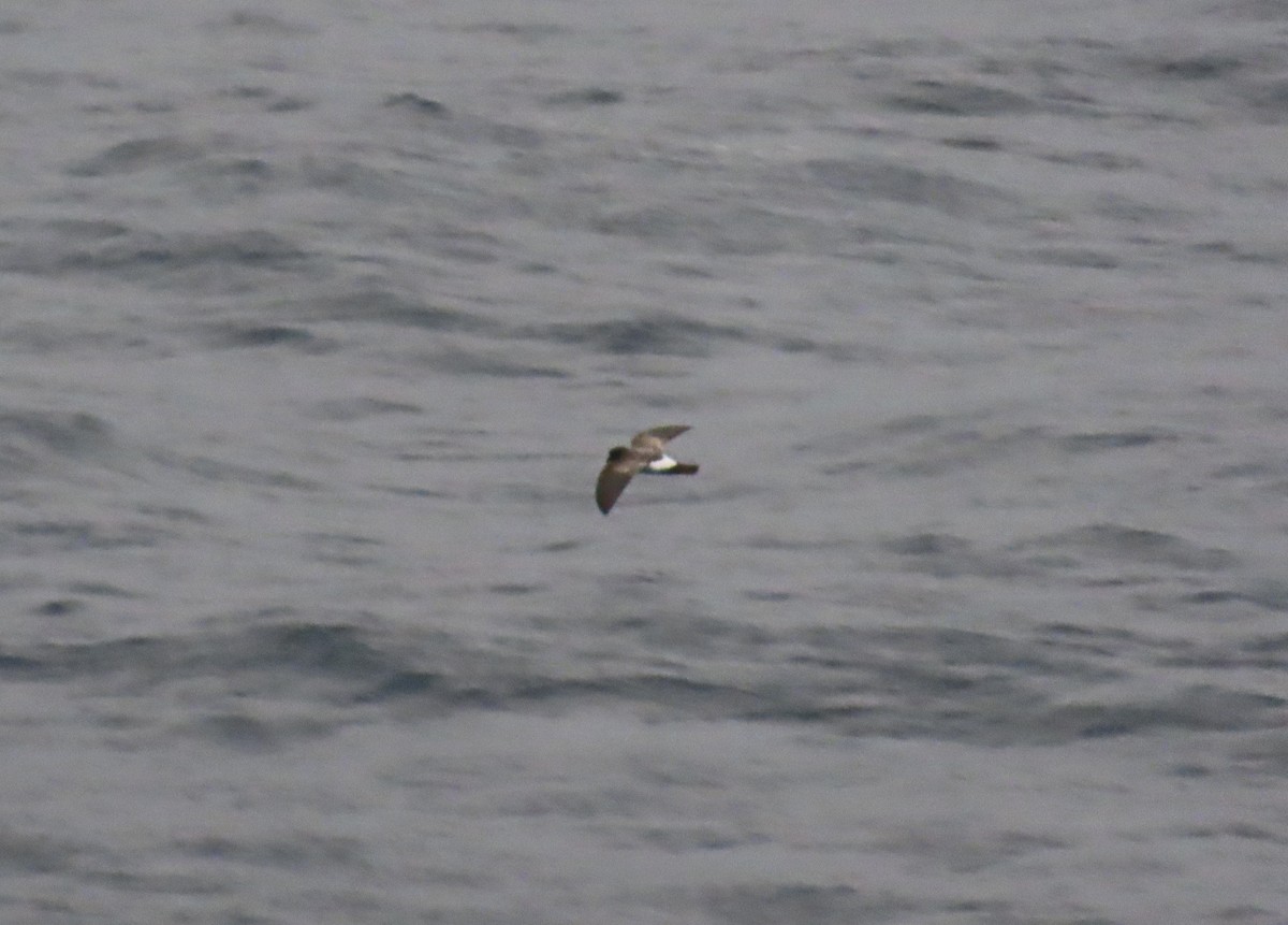 White-bellied Storm-Petrel - ML633615957