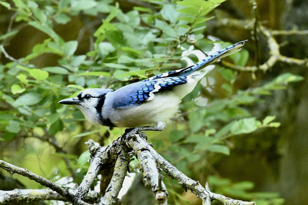 Blue Jay - ML633615968