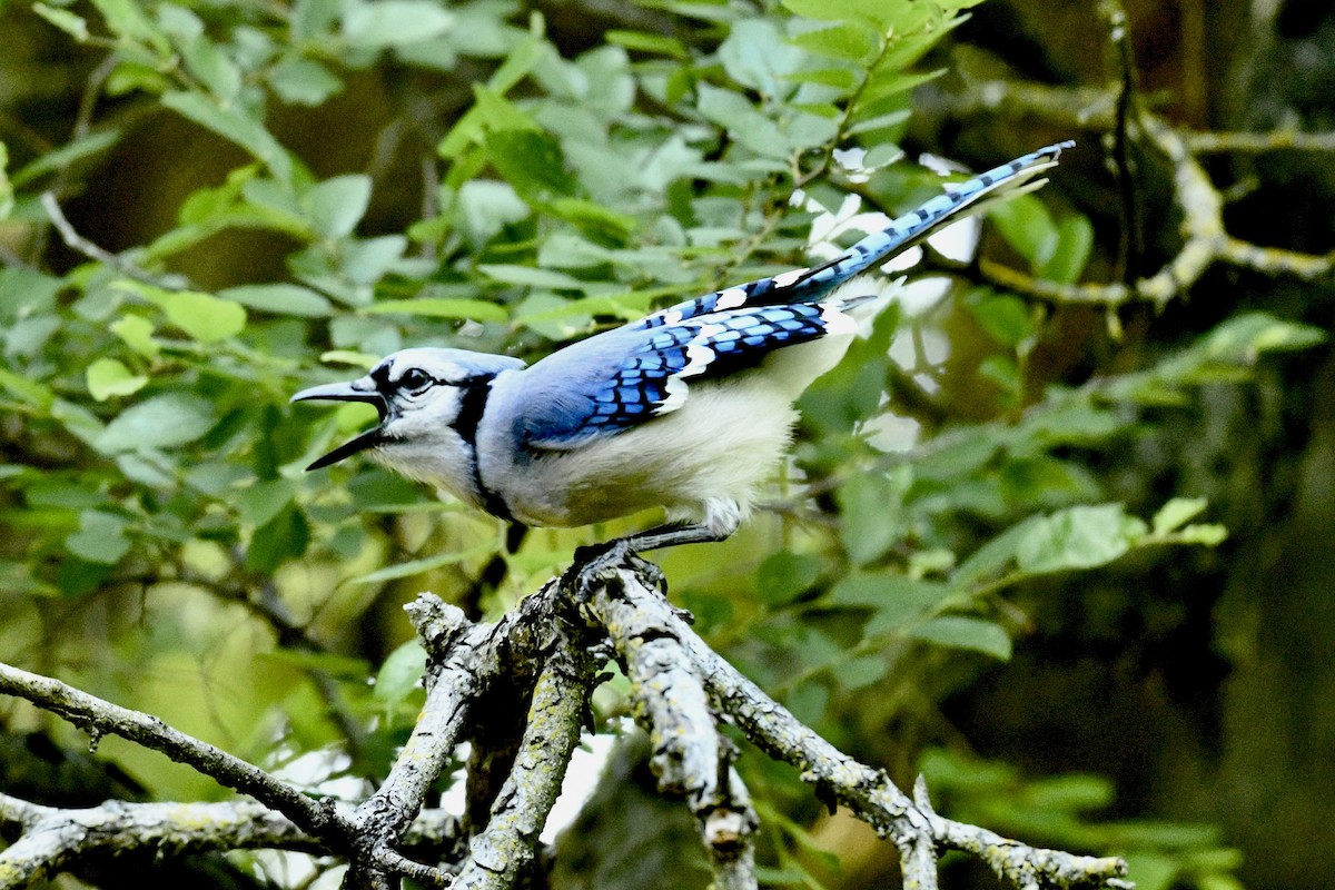Blue Jay - ML633616008