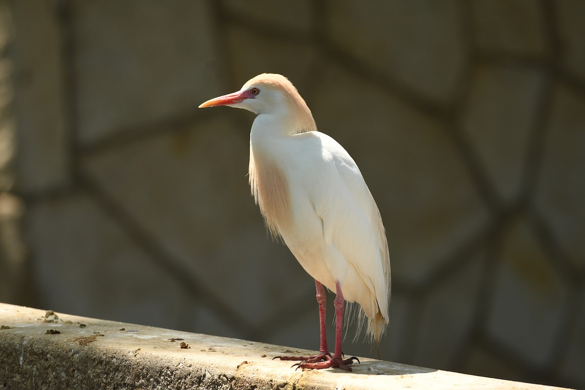 Western Cattle-Egret - ML633616061