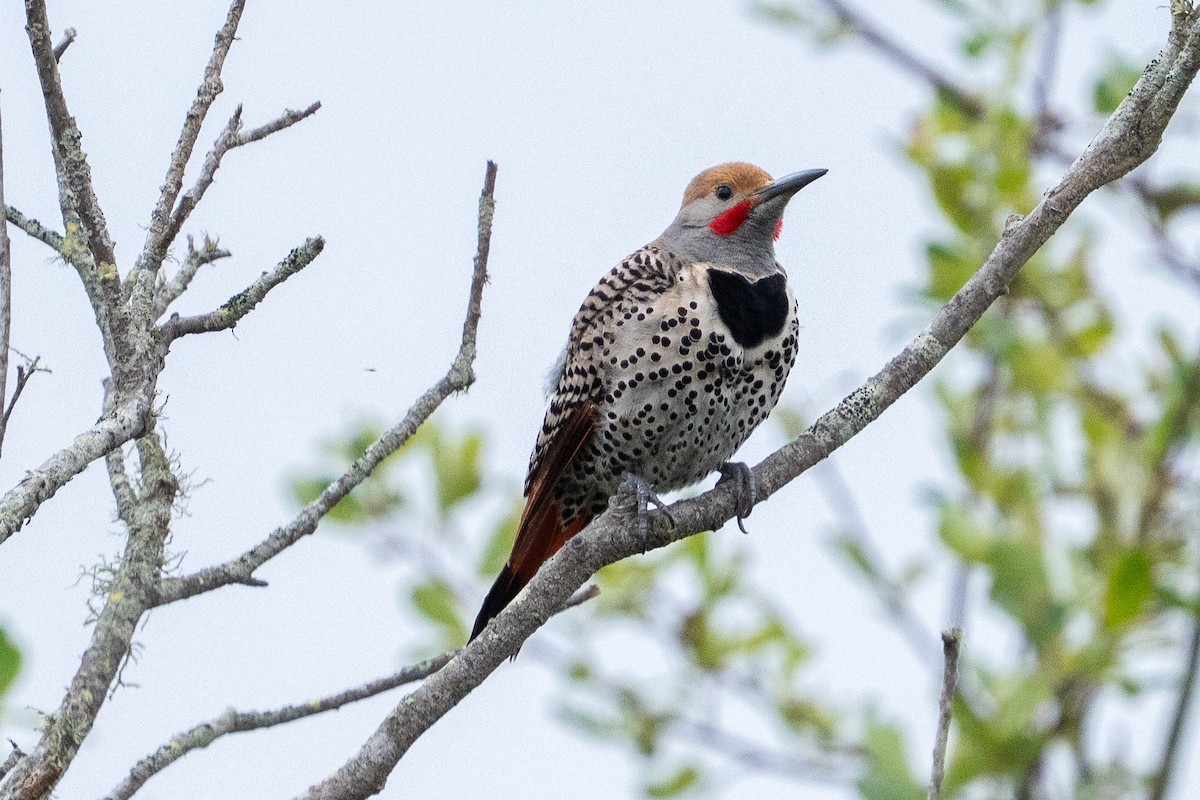 Northern Flicker - ML633616118