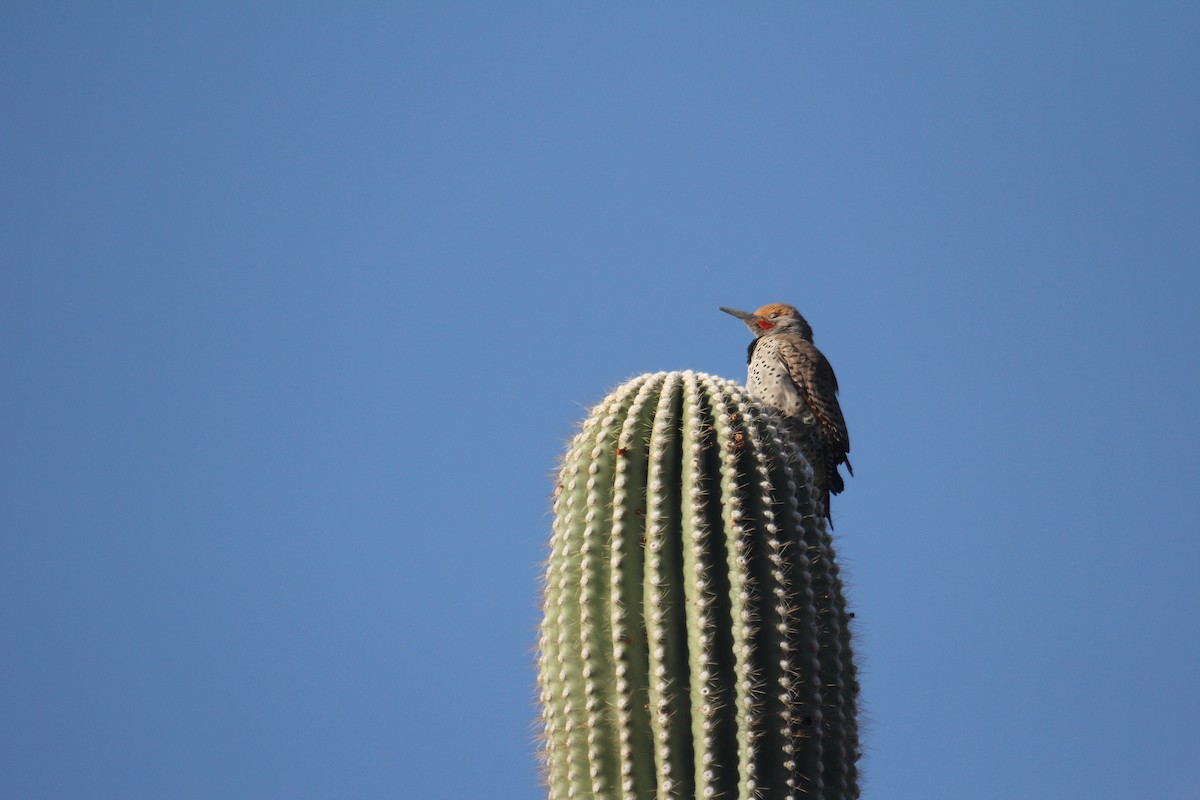 Gilded Flicker - ML633616173