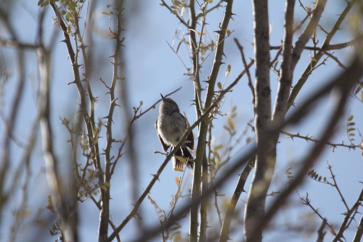 Black-tailed Gnatcatcher - ML633616198