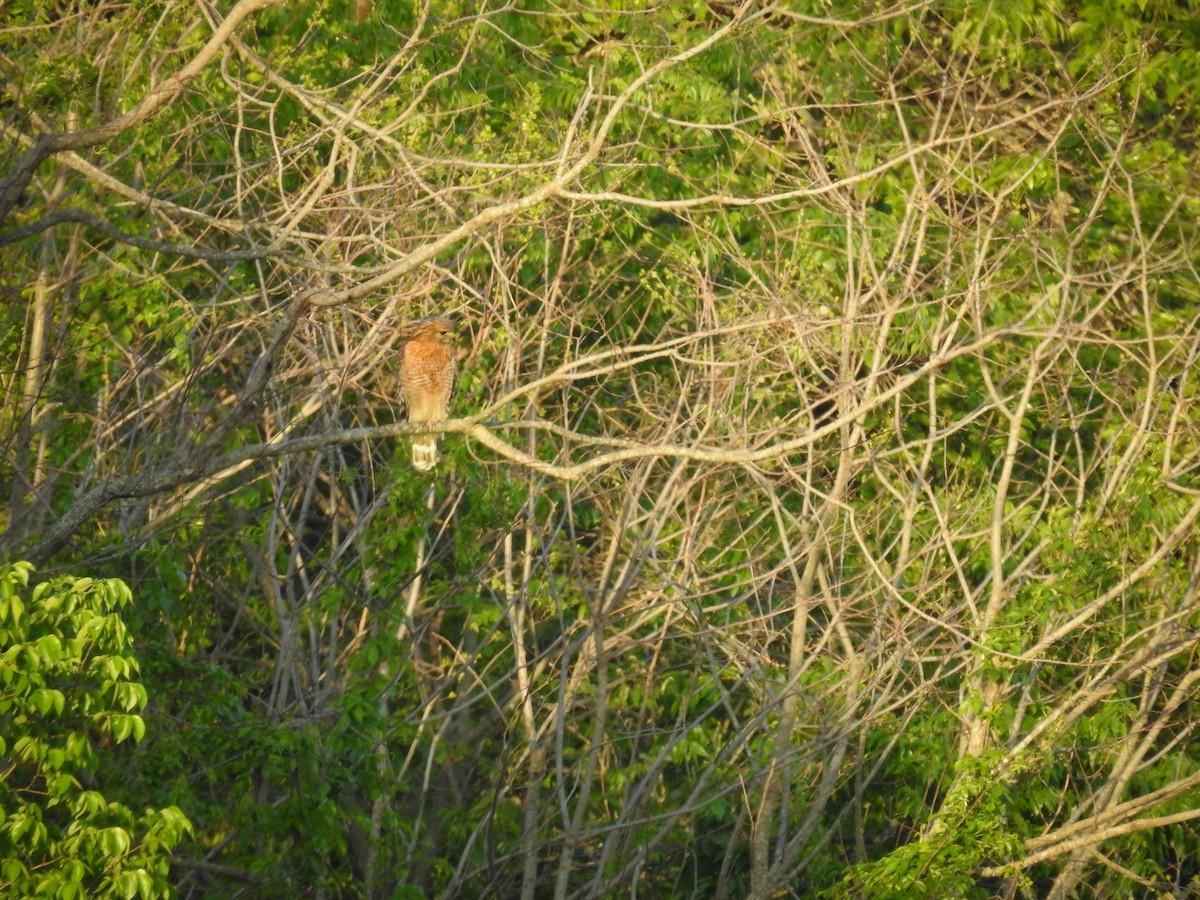 Red-shouldered Hawk (lineatus Group) - ML633616269