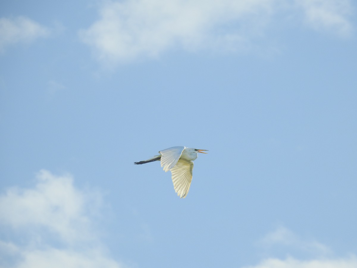 Great Egret (American) - ML633616301