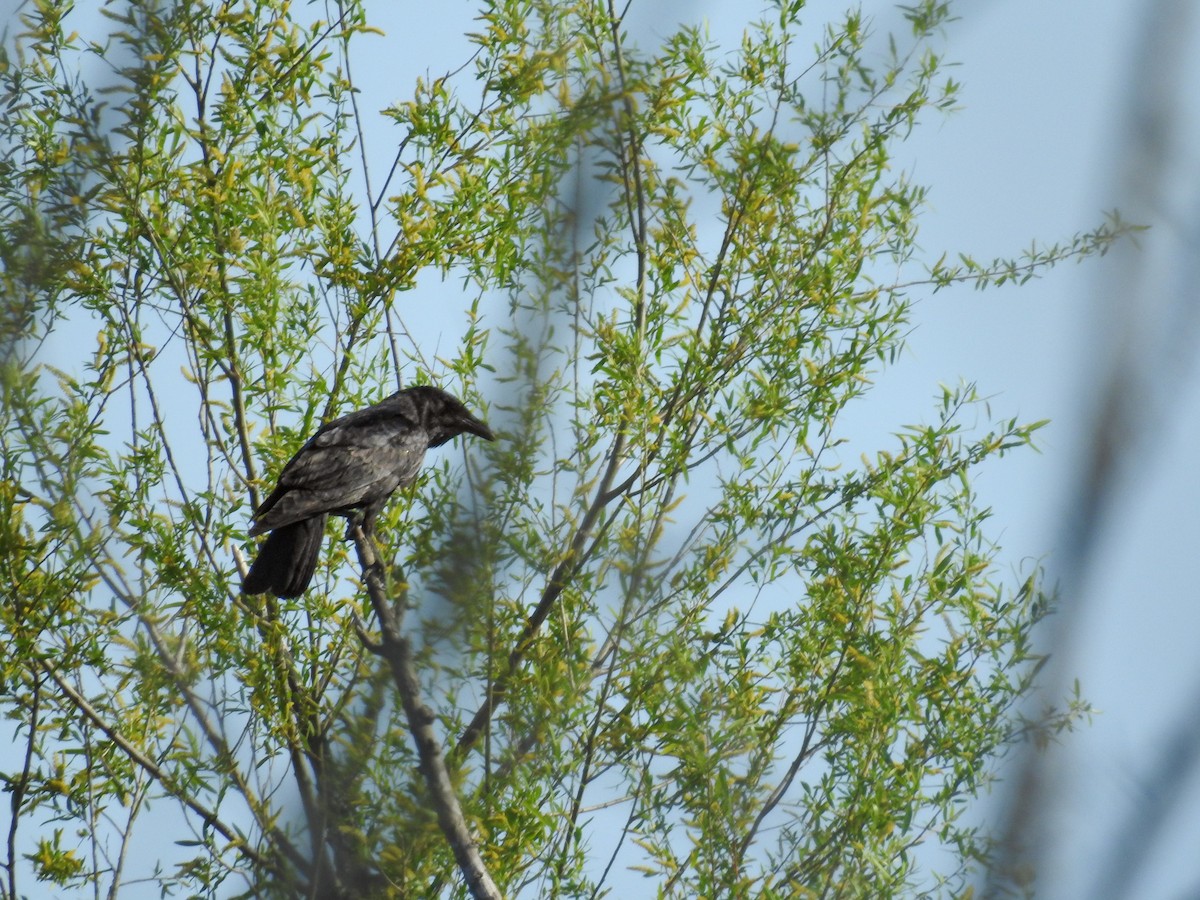 Fish Crow - ML633616314
