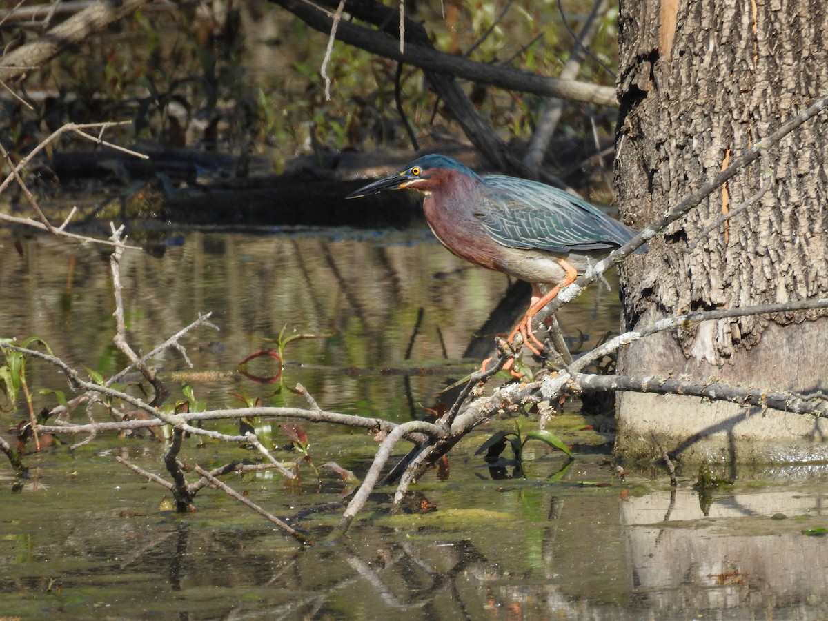Green Heron - ML633616329