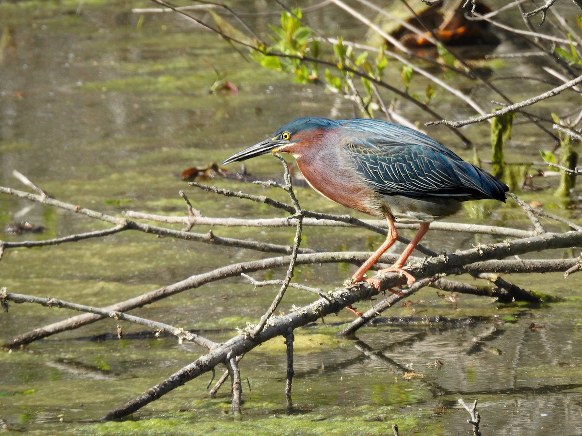 Green Heron - ML633616333