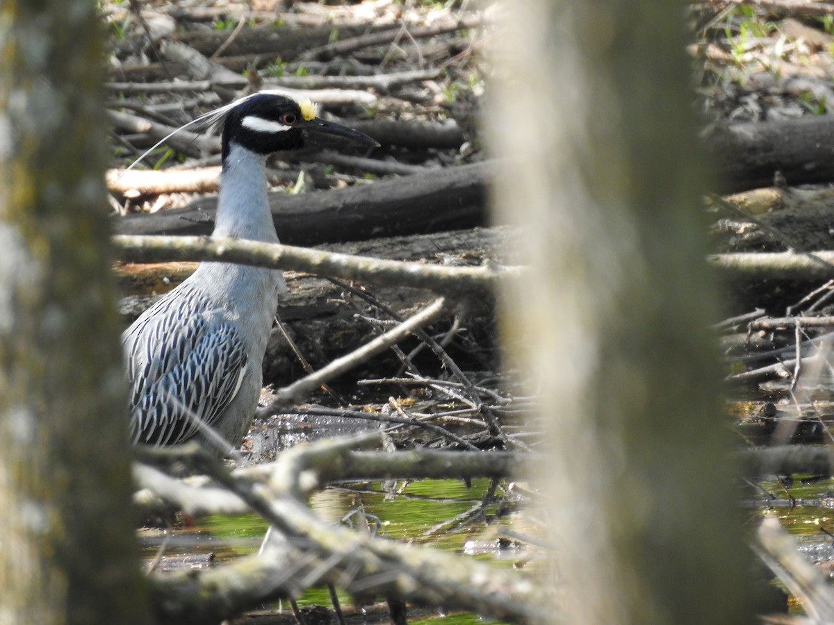 Yellow-crowned Night Heron - ML633616336