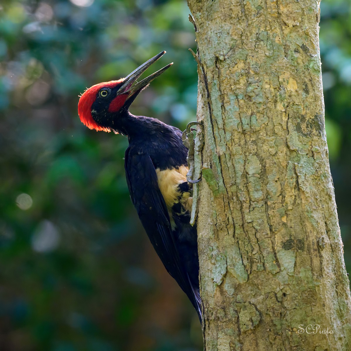 White-bellied Woodpecker - ML633616429