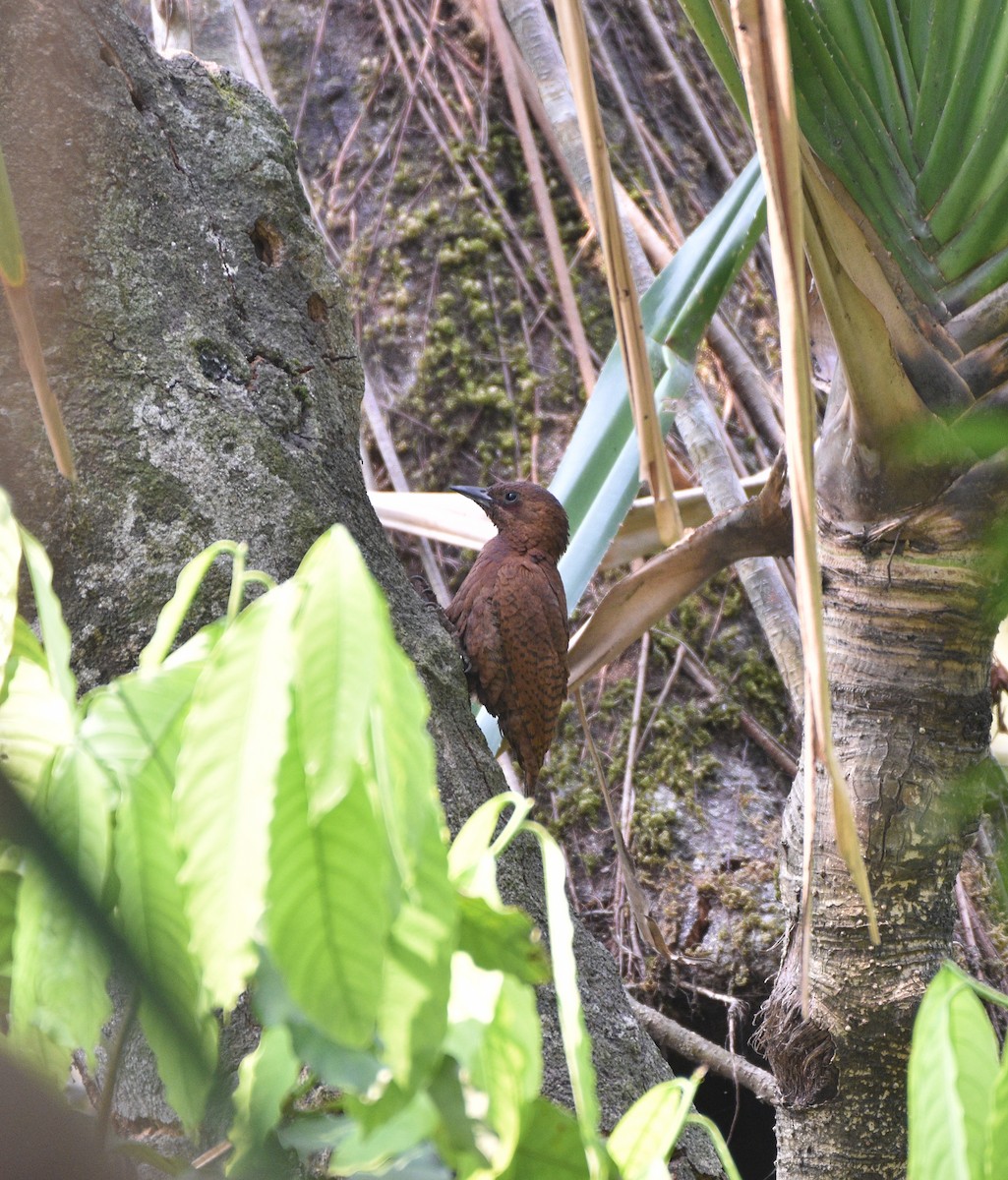 Rufous Woodpecker - ML633616553