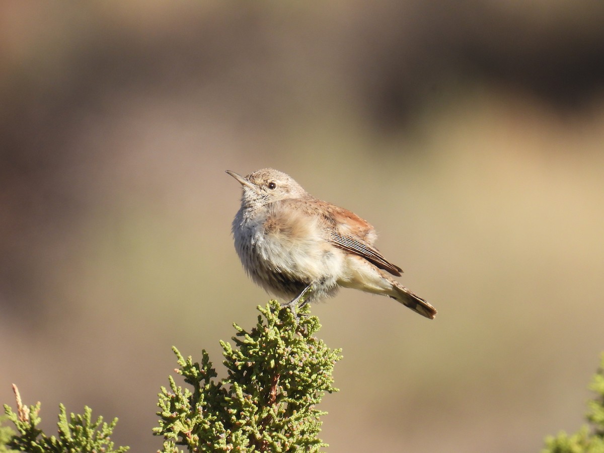 Rock Wren - ML633616612