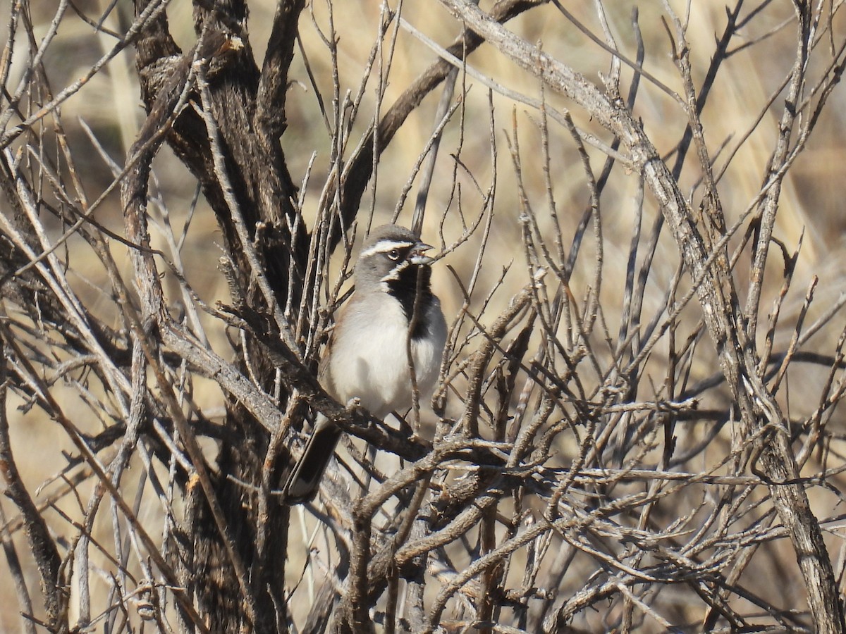 Black-throated Sparrow - ML633616637