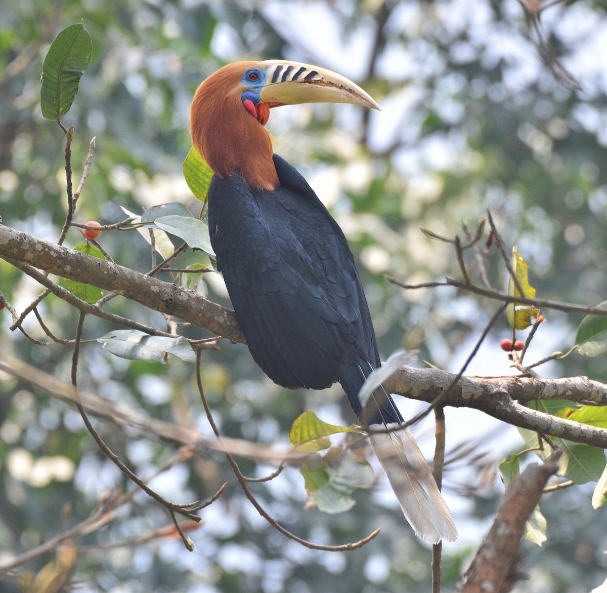 Rufous-necked Hornbill - ML633616731