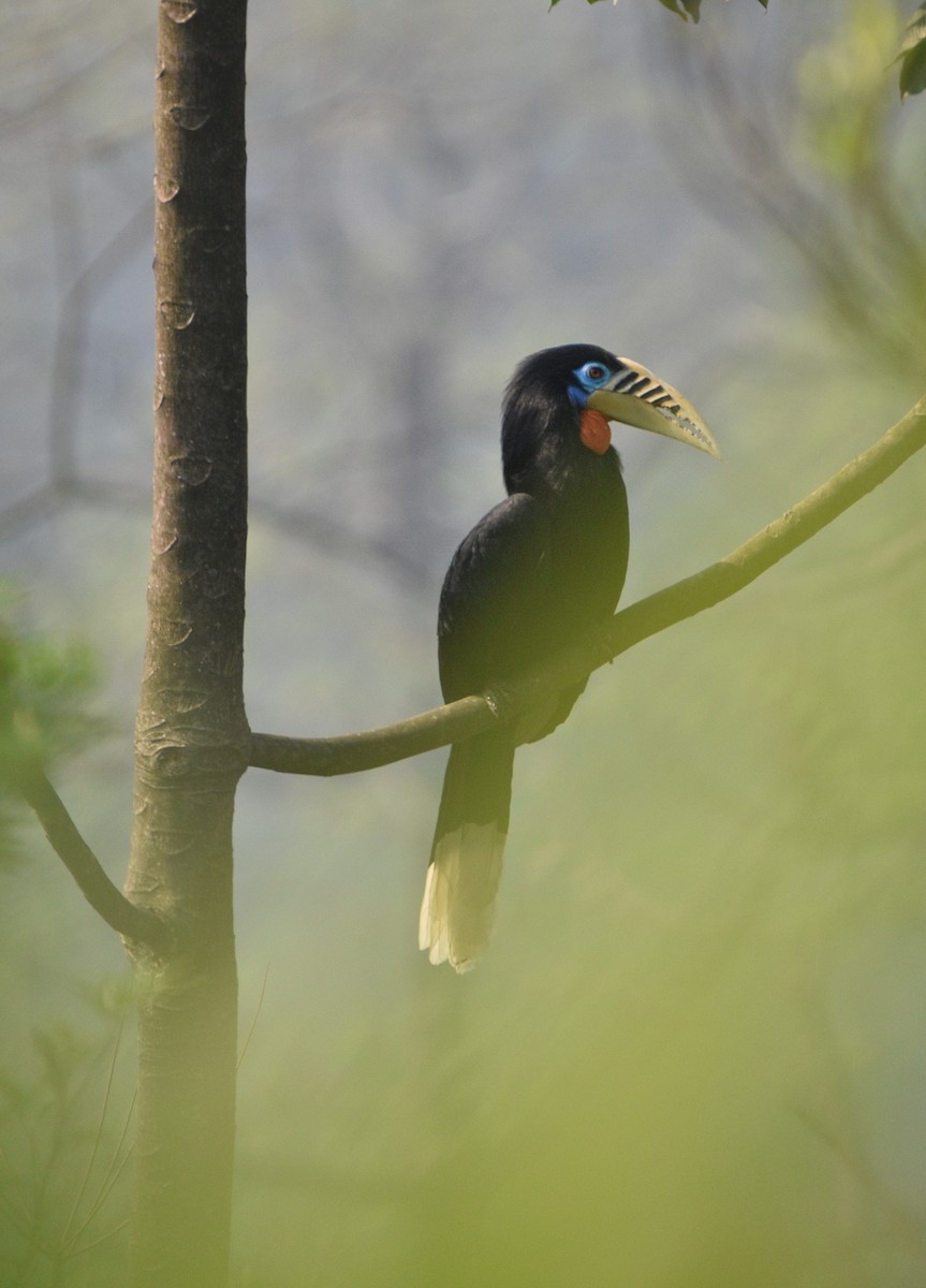 Rufous-necked Hornbill - ML633616732