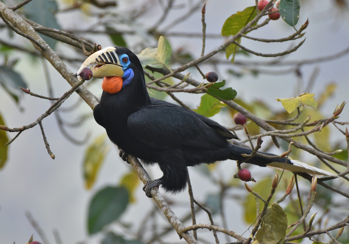 Rufous-necked Hornbill - ML633616748