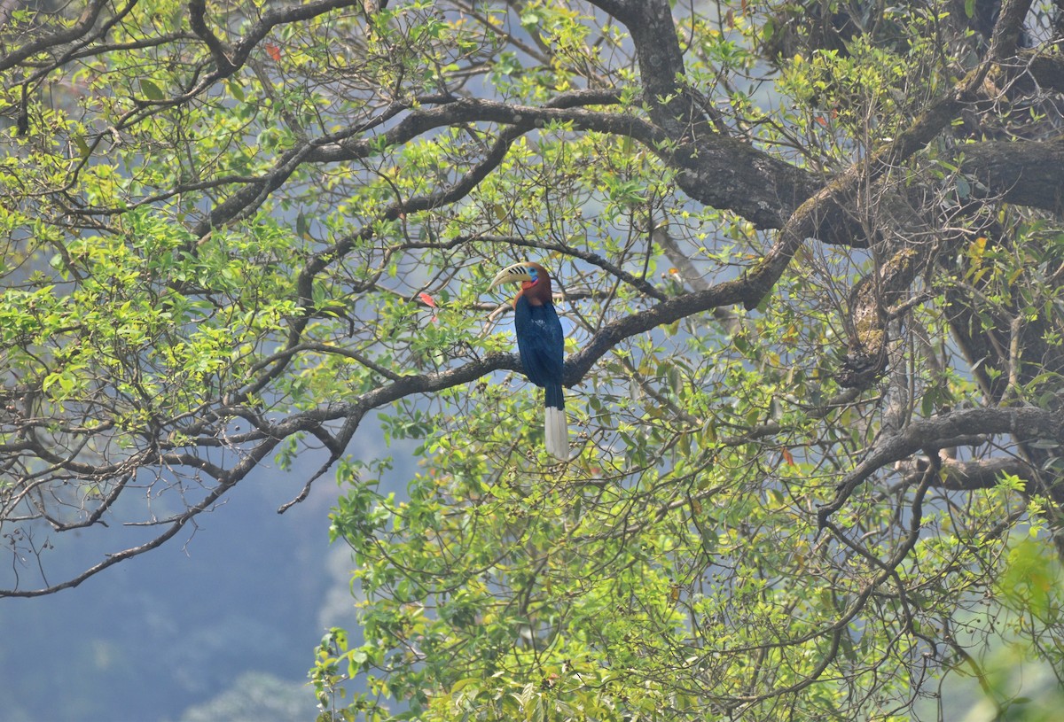 Rufous-necked Hornbill - ML633616750