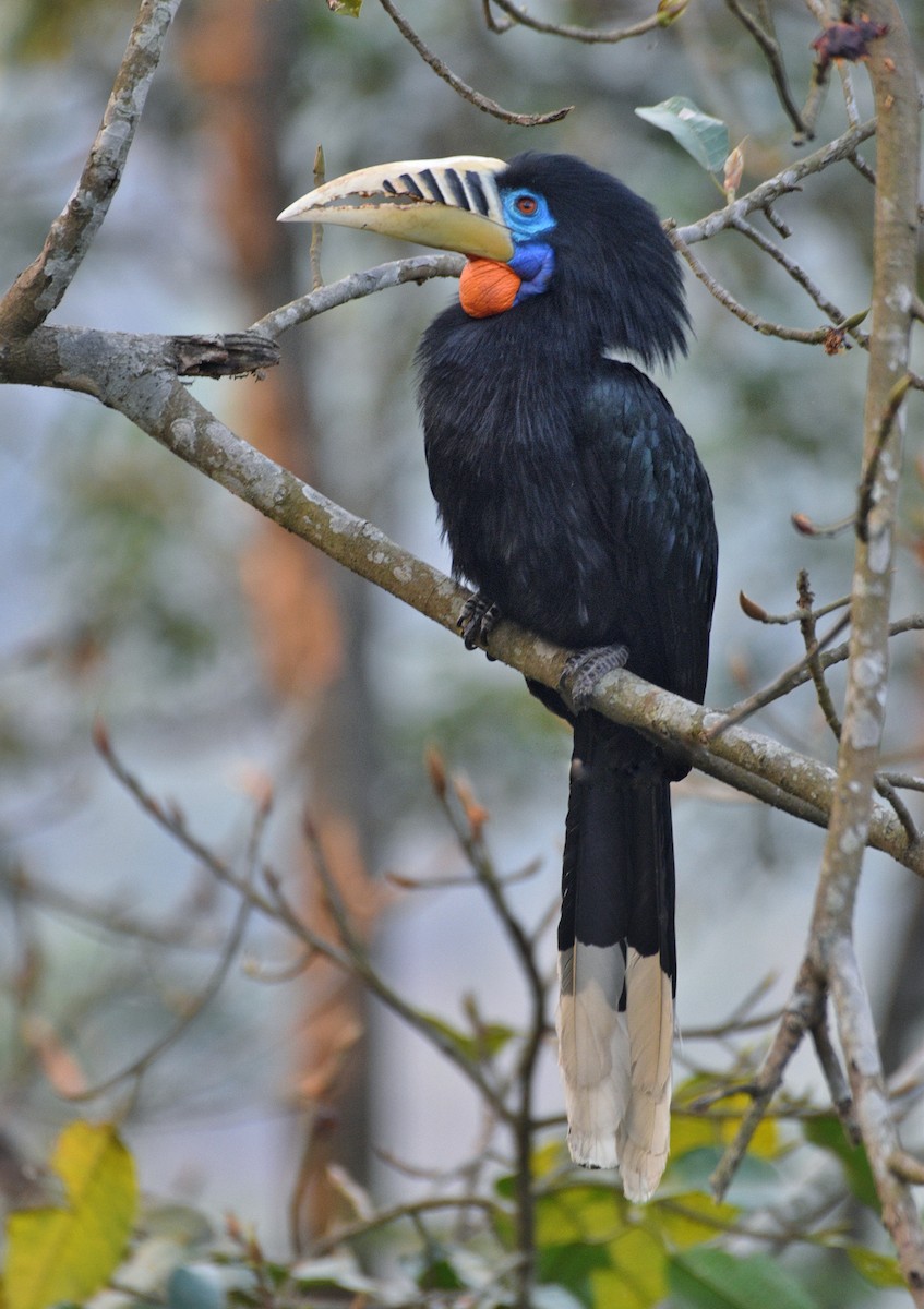 Rufous-necked Hornbill - ML633616752
