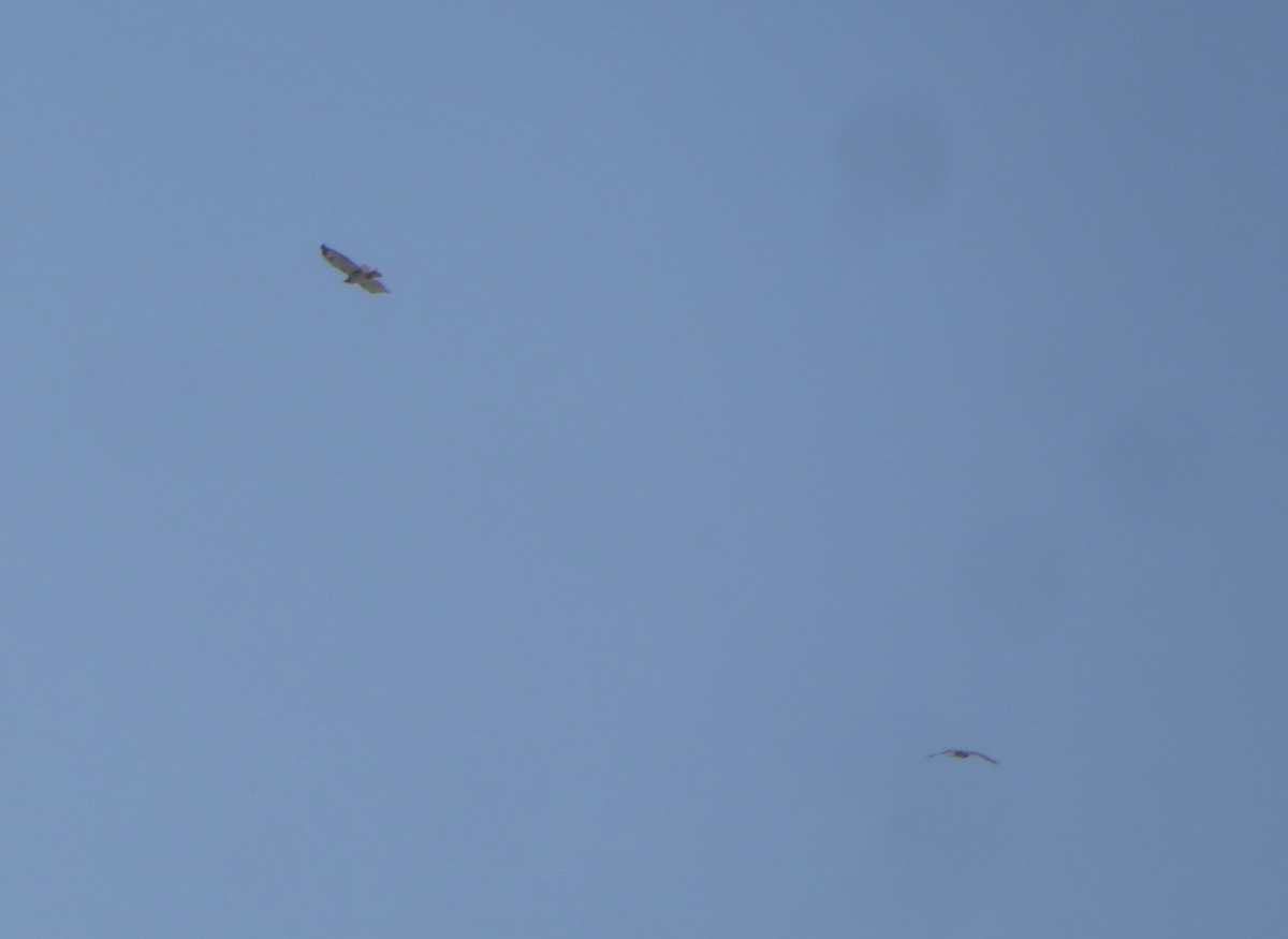 Red-tailed Hawk - ML633616761