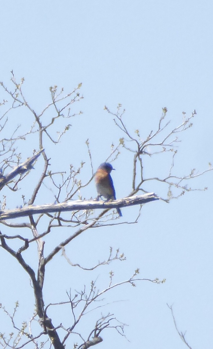 Eastern Bluebird - ML633616772