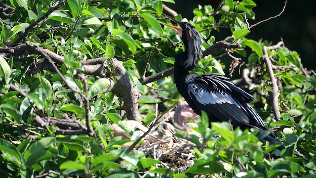 Anhinga - ML633616773