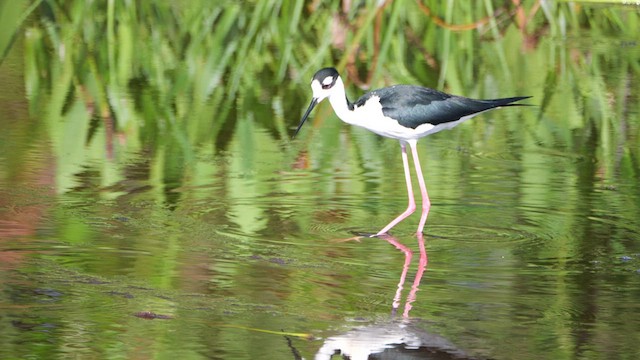 Black-necked Stilt (Black-necked) - ML633616801