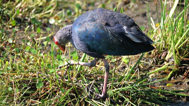 Gray-headed Swamphen - ML633616826