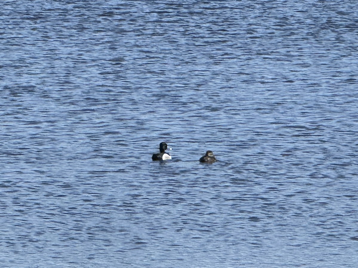 Ring-necked Duck - ML633616896