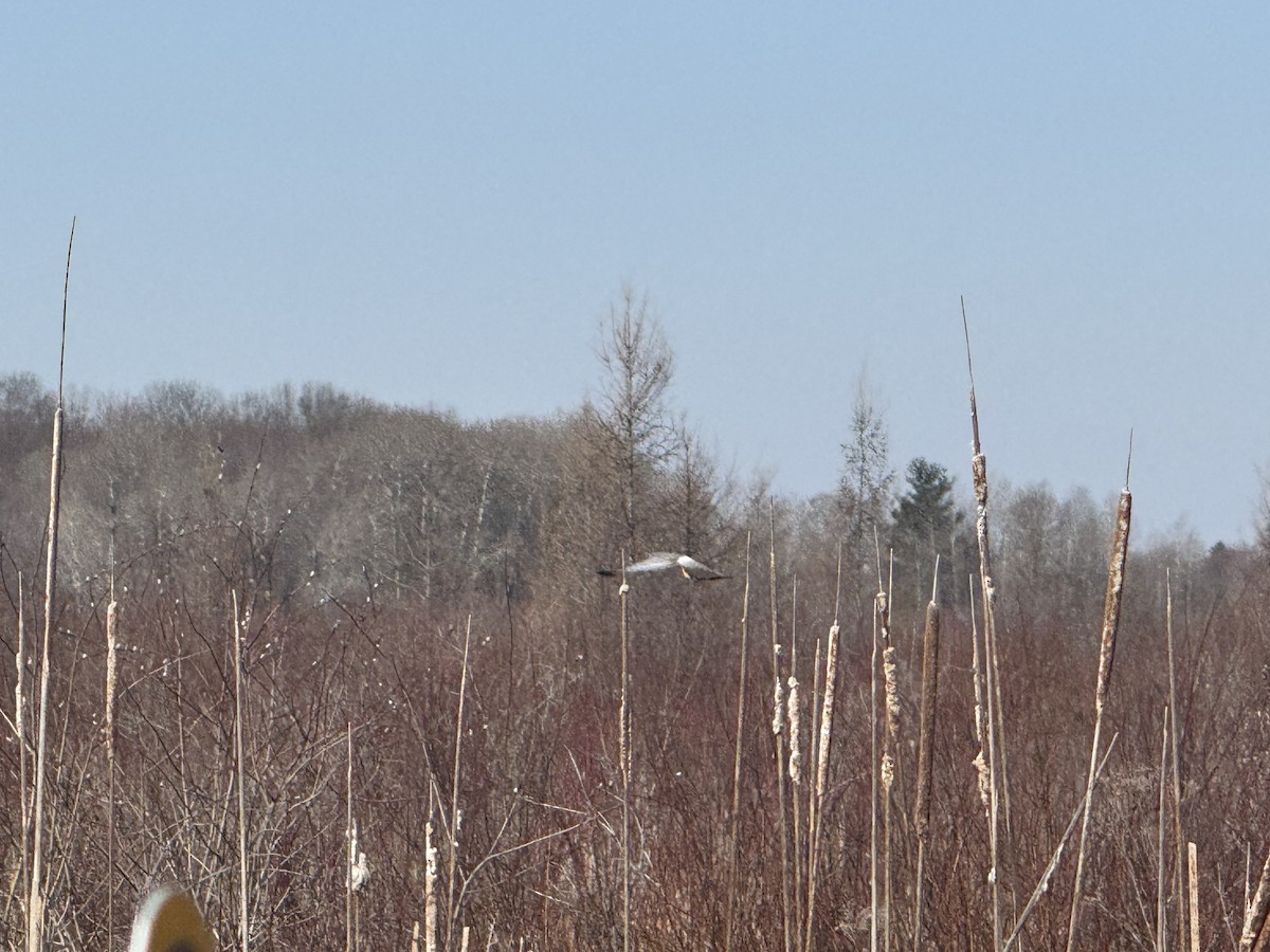 Northern Harrier - ML633616906