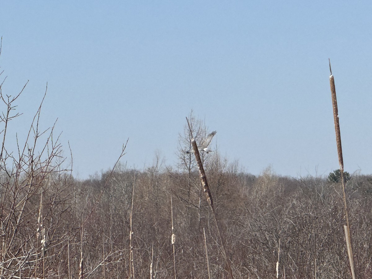 Northern Harrier - ML633616907