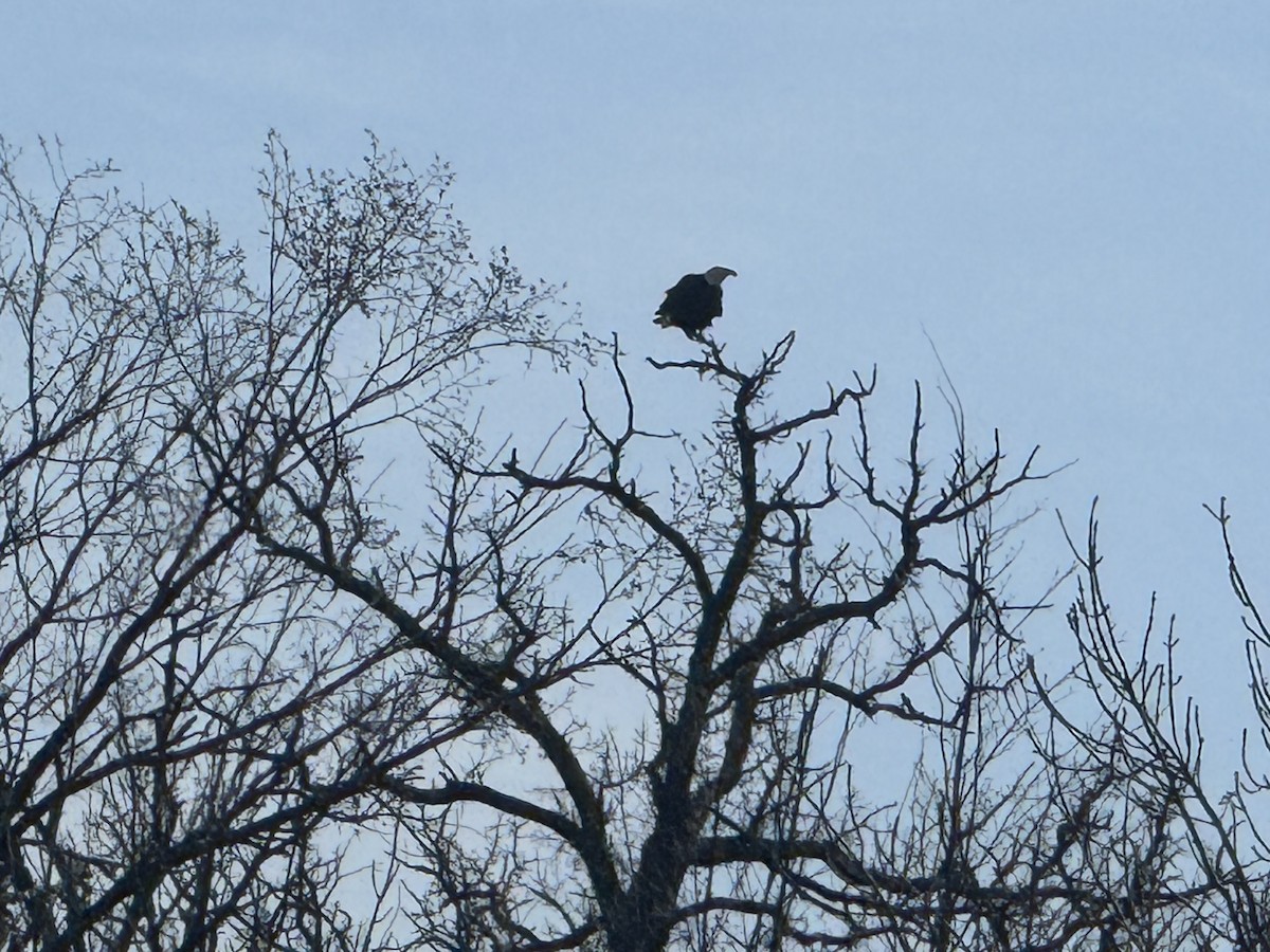 Bald Eagle - ML633616927