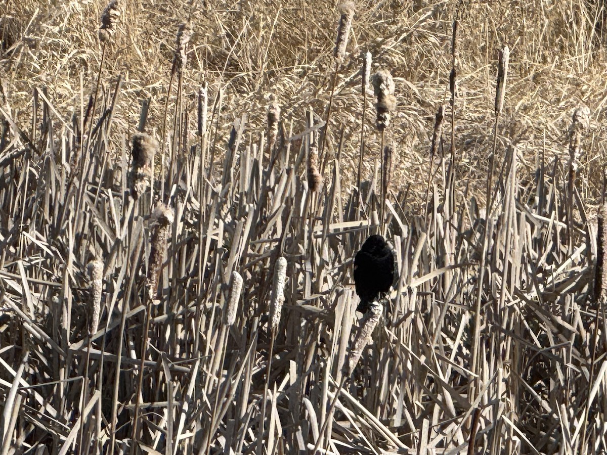 Red-winged Blackbird - ML633616938