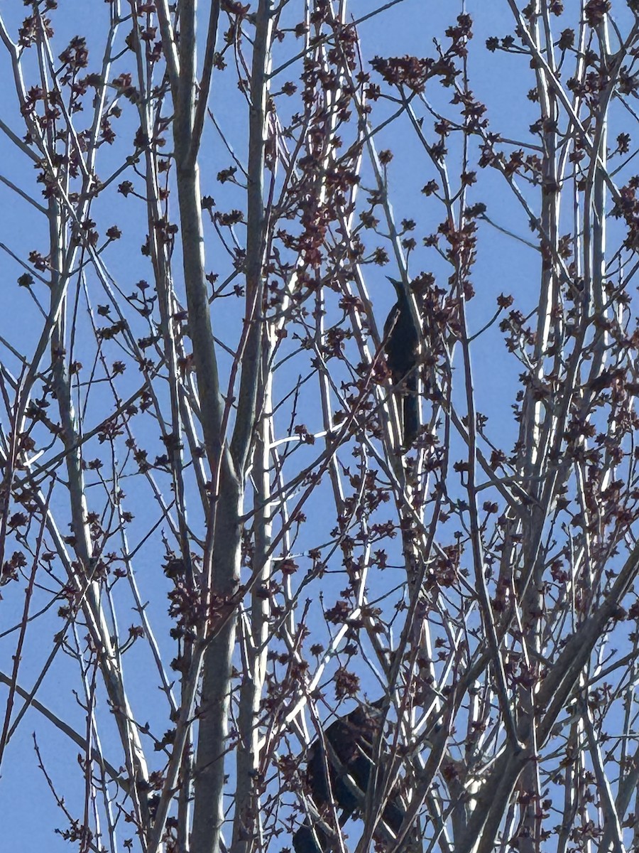 Common Grackle - ML633616949