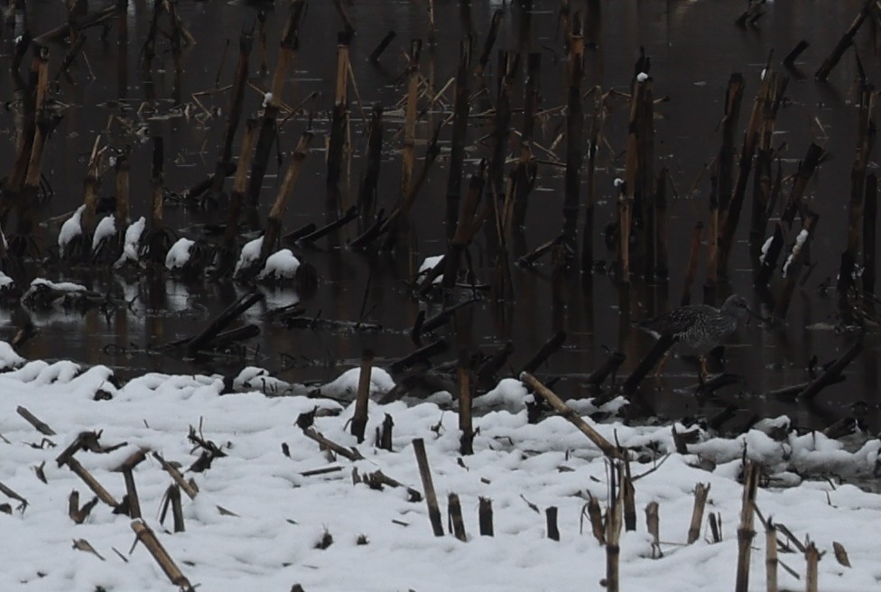 Greater Yellowlegs - ML633616987