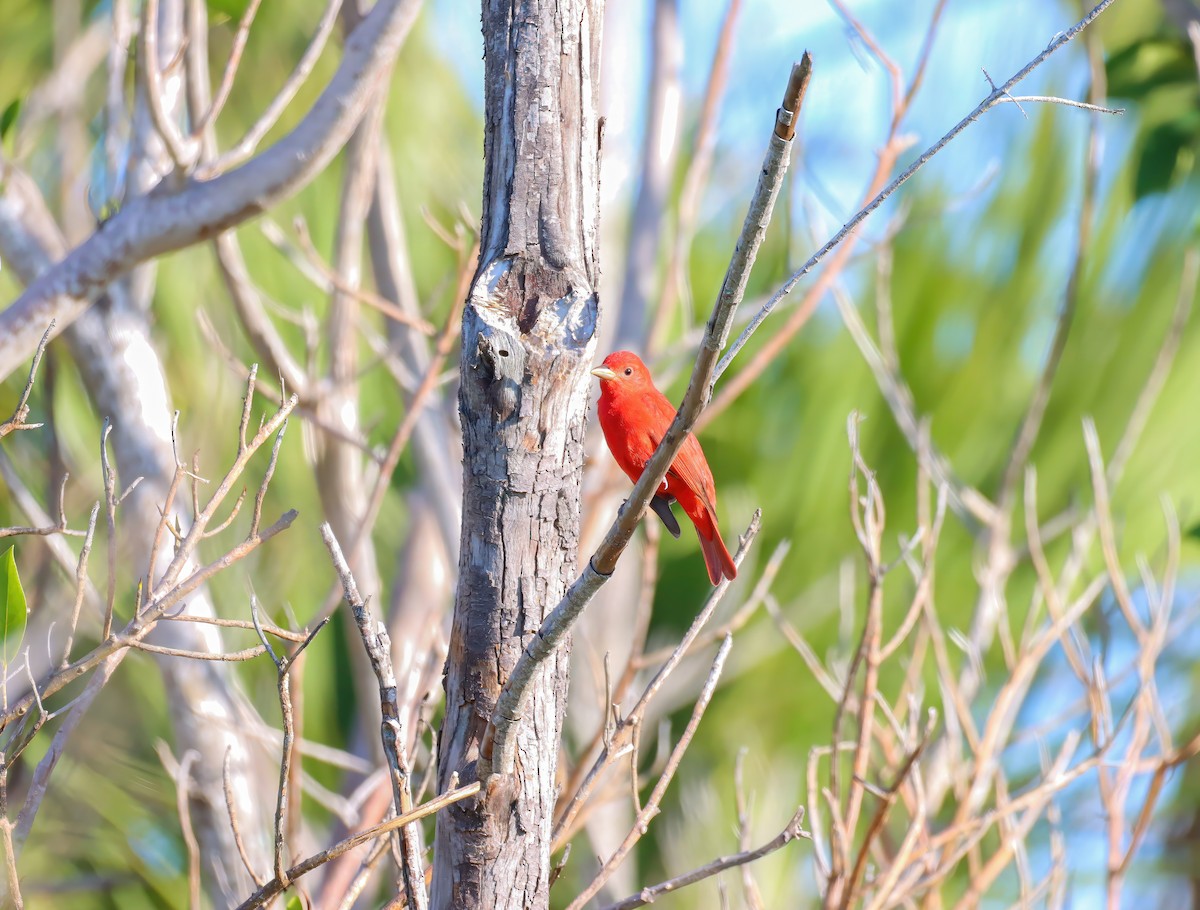 Summer Tanager - ML633617066