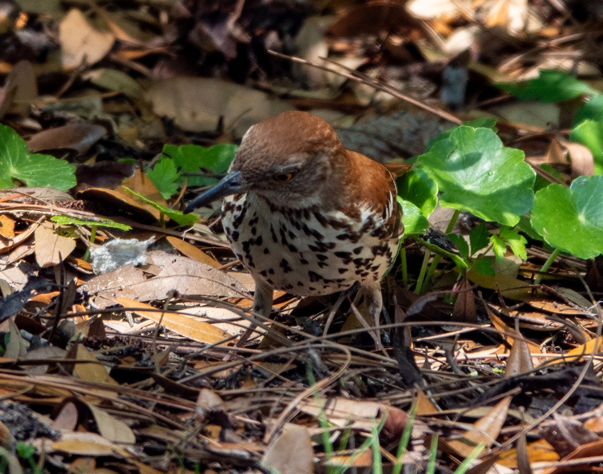 Brown Thrasher - ML633617087